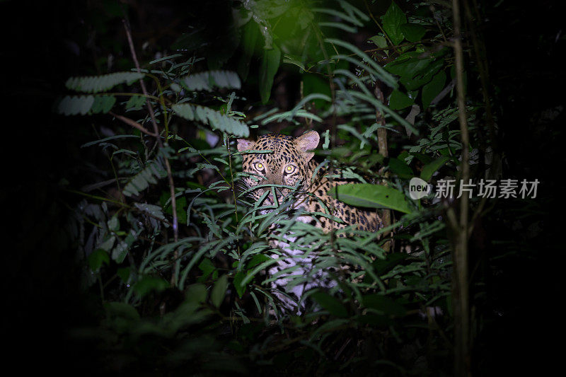 动物:成年雌豹(Panthera pardus)。